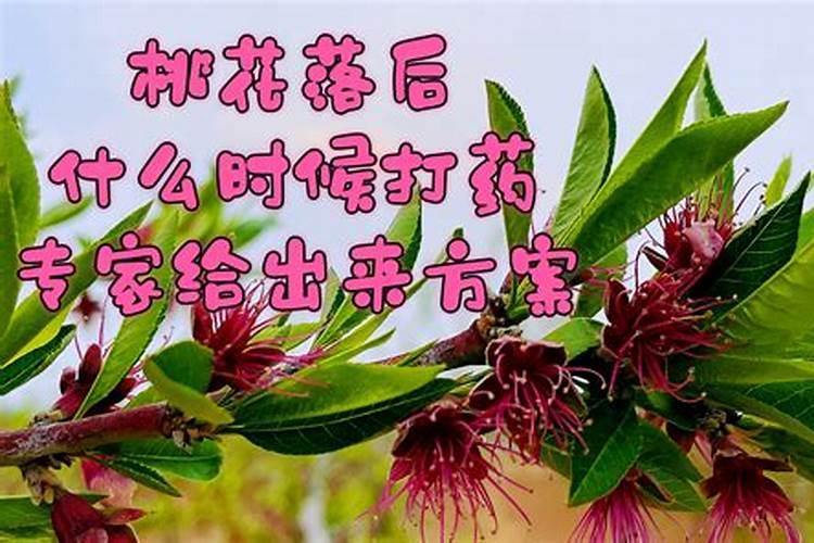 桃树春季清园用什么药最好