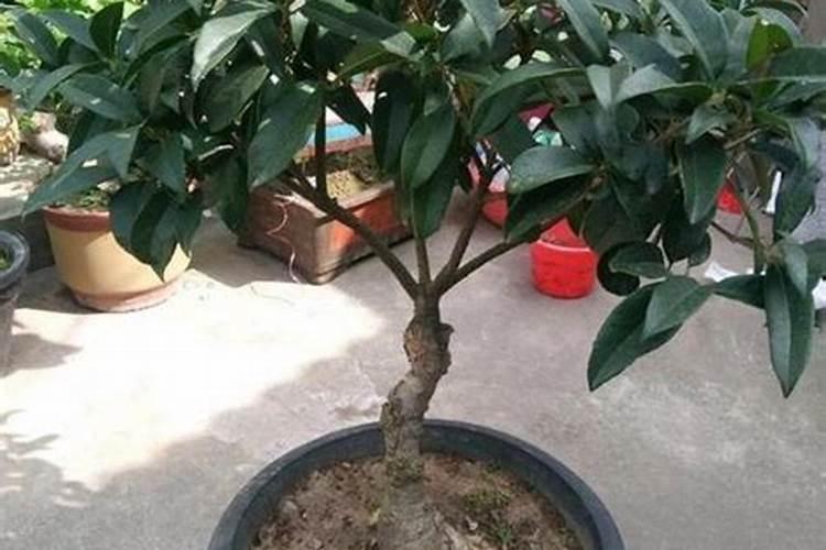 桂花用什么肥料最好最旺？