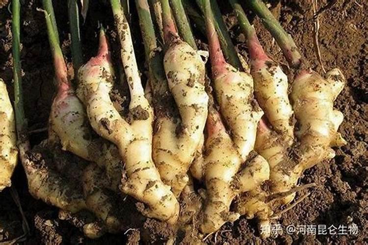种大姜用什么肥料好
