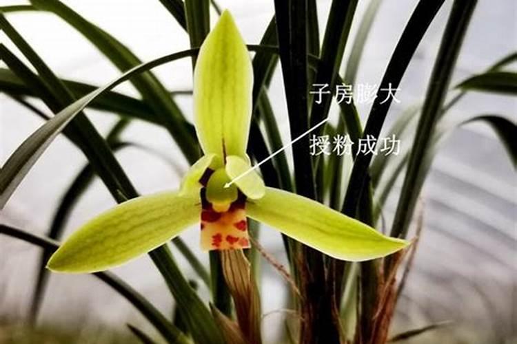 沙糖桔施肥方法及注意事项