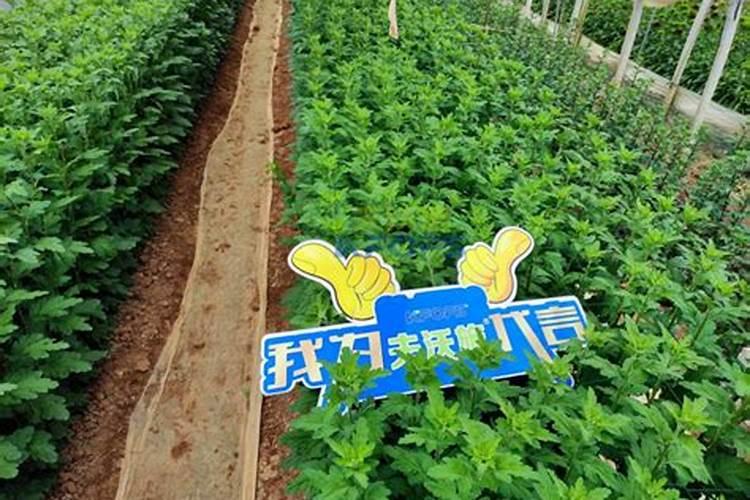 月季花冬季如何施肥效果最好,可以用水溶肥吗？
