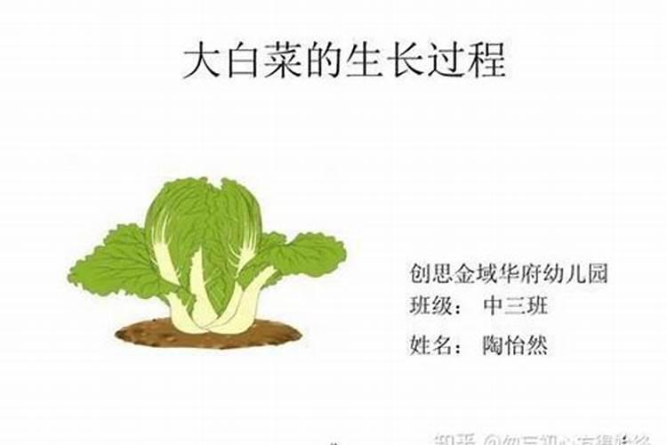 小麦用什么底肥好