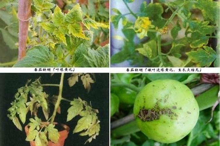 钙镁磷肥十大禁忌