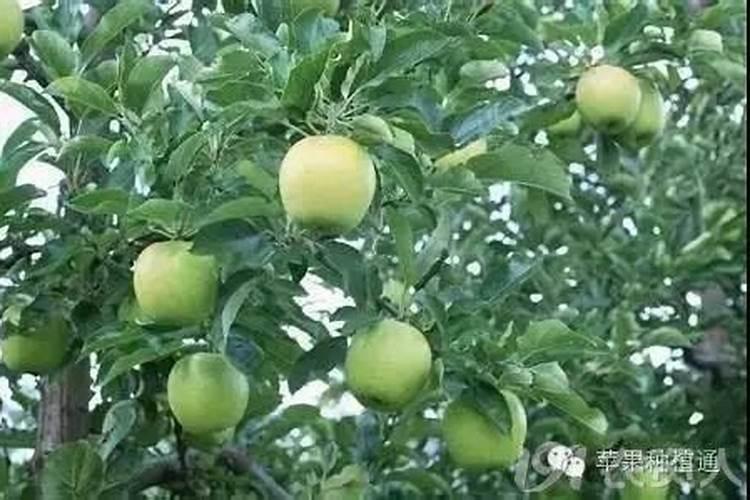 什么是氨水？在生活中有什么用途？