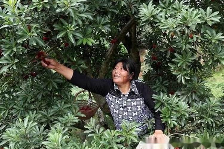桂花新芽刚长出就枯死怎么回事 原因及解决办法