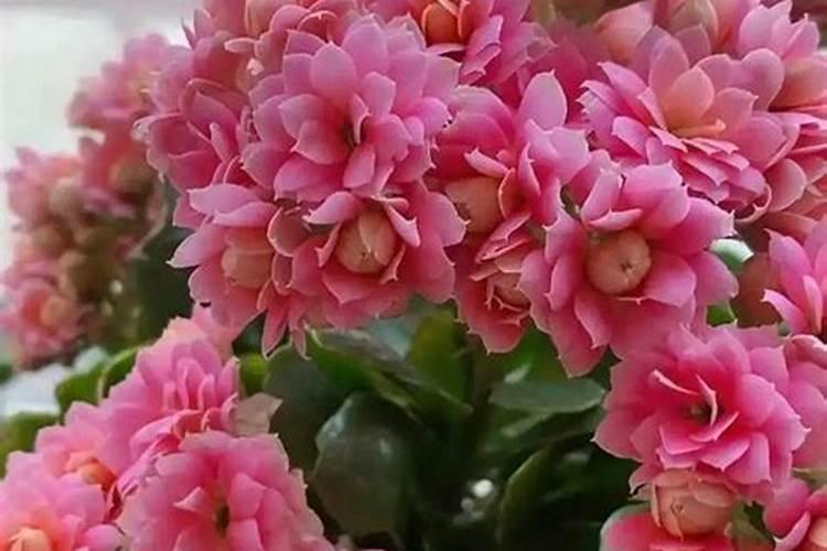 冬季长寿花怎么施肥花卉百科