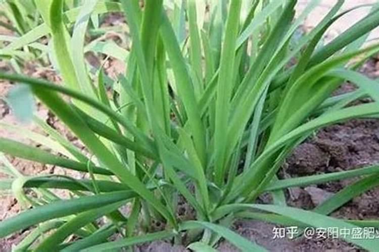 硼肥不能和什么混用