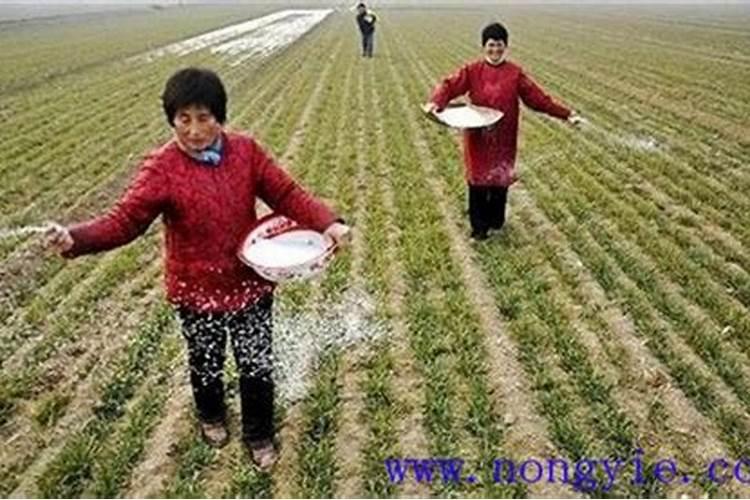 氮肥可以喷叶面吗