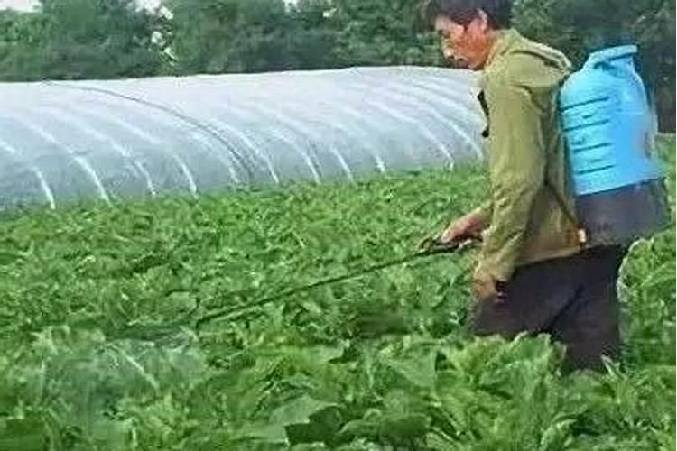 小麦喷施尿素一亩用多少合适 小麦什么时候可以喷施尿素