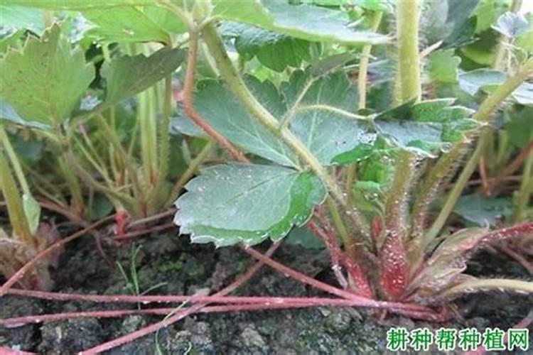 草莓施什么肥料长得又甜又大