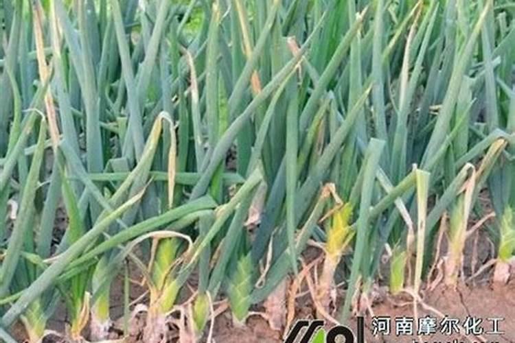 大姜第一次施什么肥