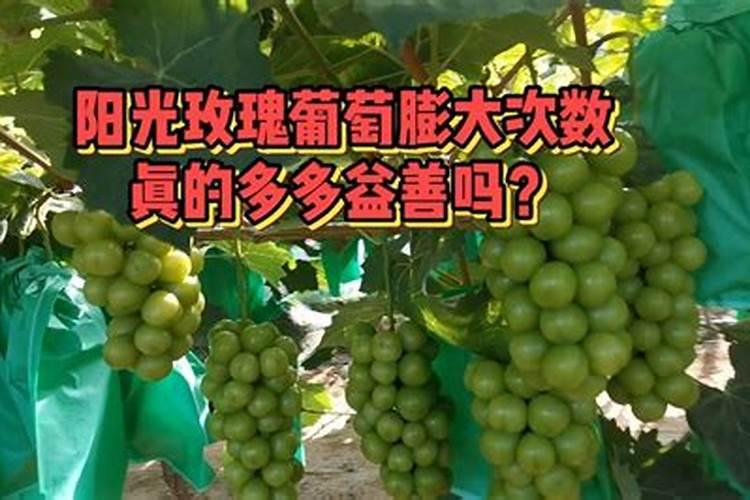 巨玫瑰葡萄开花前掉粒什么原因