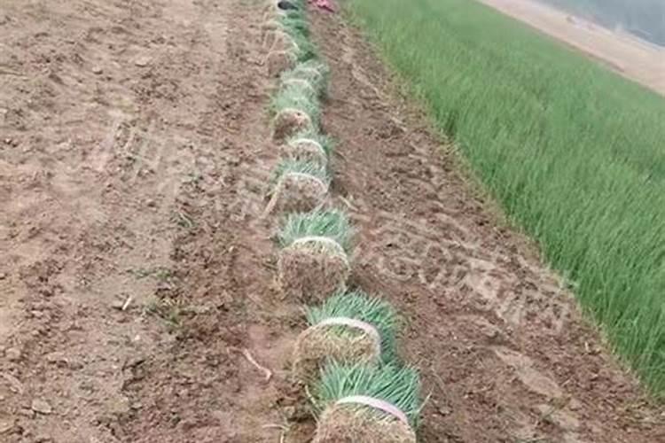 钙镁磷肥一亩施多少