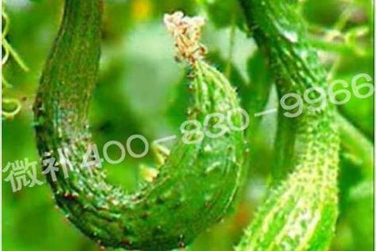 选择进口叶面肥的时候有哪些注意事项,比较好的品牌有哪些？