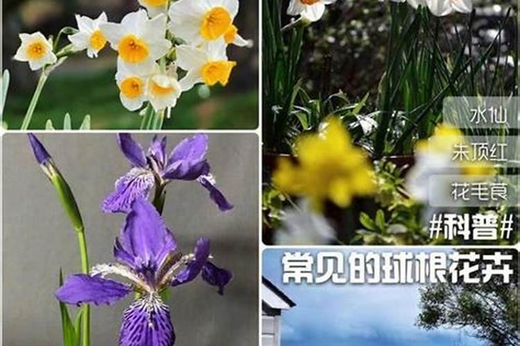 4种常见花卉施肥方法;适合各种花卉的肥料