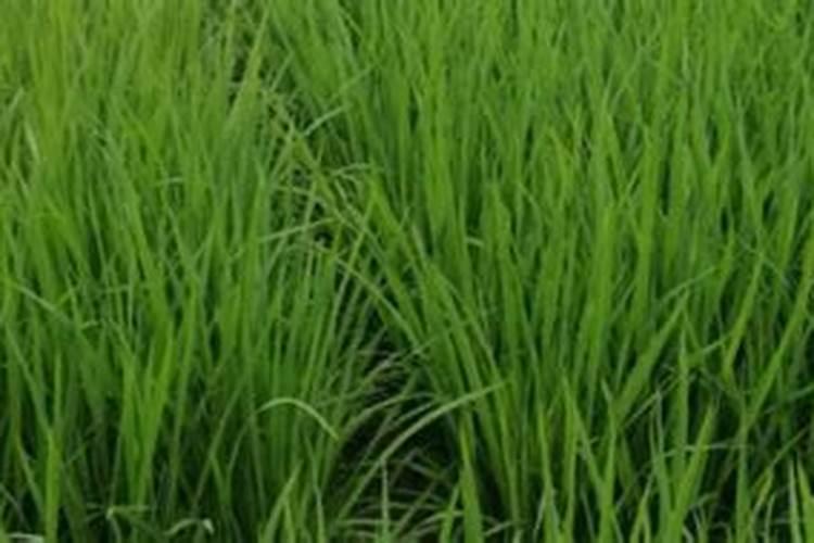 种水稻用什么肥料最好