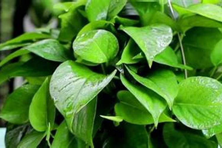 茶花施什么肥料最好