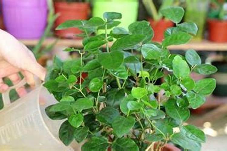 茉莉花如何养护花开不断