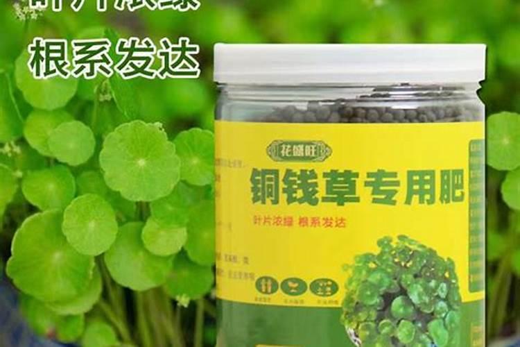 铜钱草浇什么肥最好