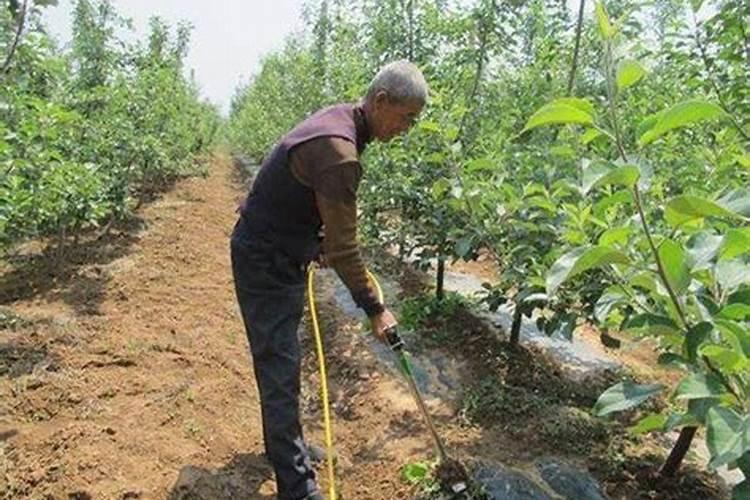 苹果树高产施肥方法和方式