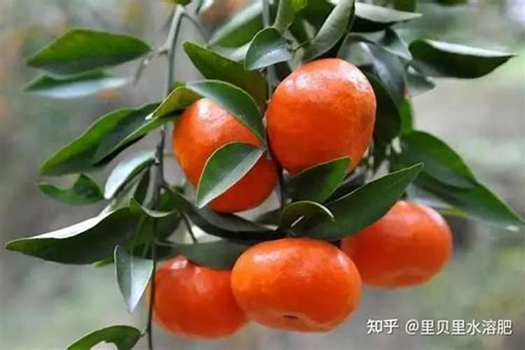 葡萄转色期打什么杀菌剂