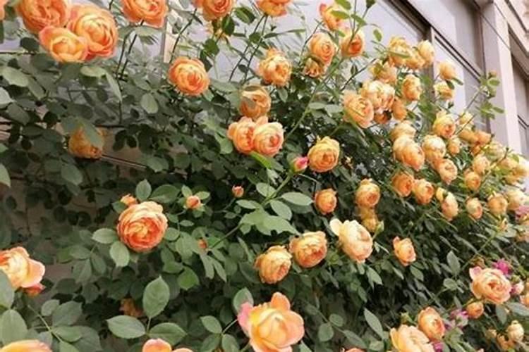 新疆双龙腐植酸有限公司的产品出口情况如何？