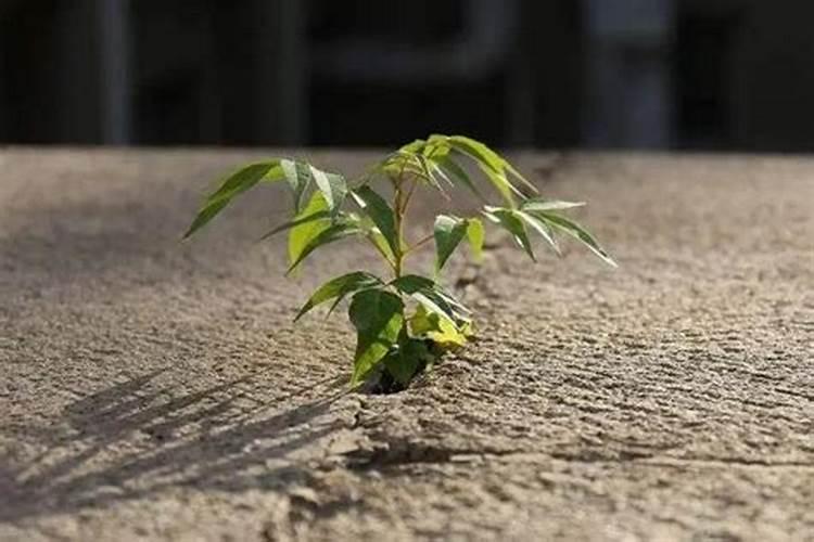 盆栽樱树苗树势不旺怎么办？