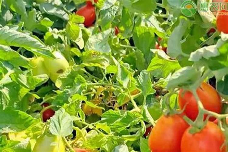 桂花树用什么肥料好