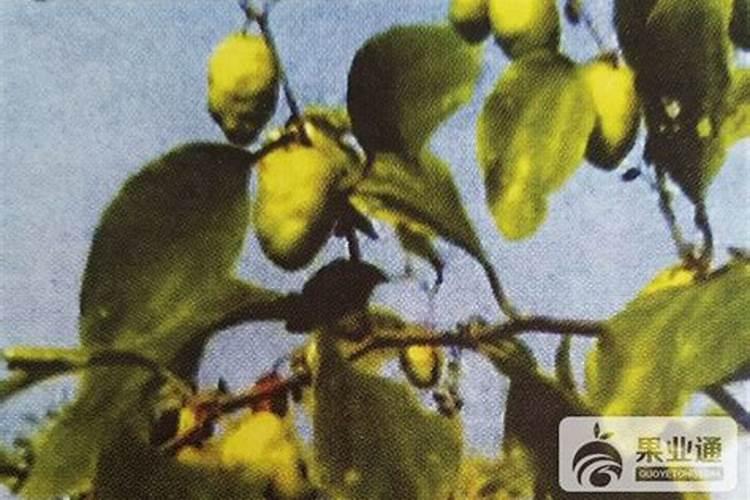 桃树怎么施肥 需要注意什么