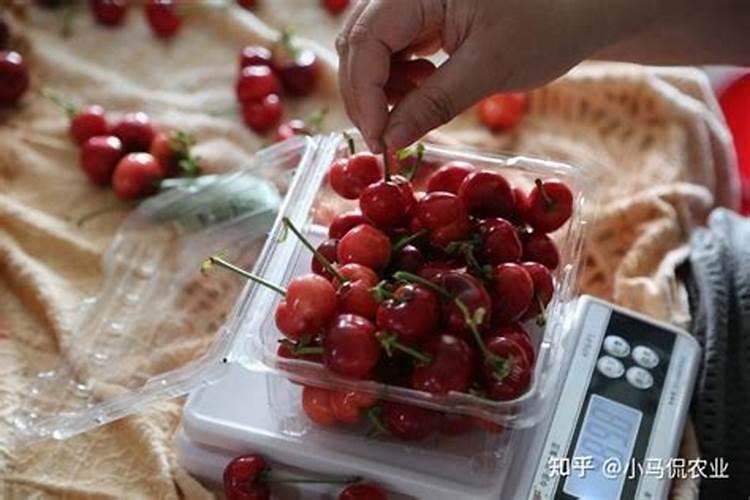 大棚樱桃树啥时候喂钙肥？