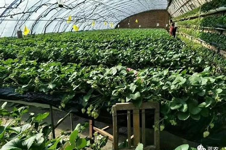 草莓苗期如何施肥 草莓种植需要注意什么