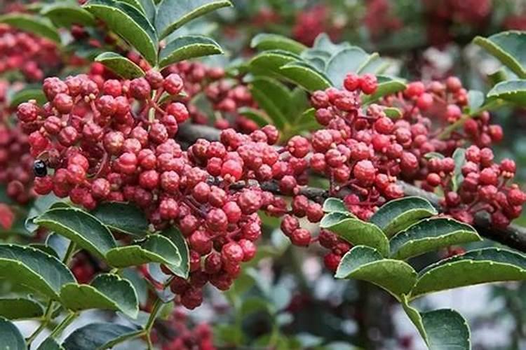花椒树几月份施肥最佳,花椒树什么时候施肥料最好