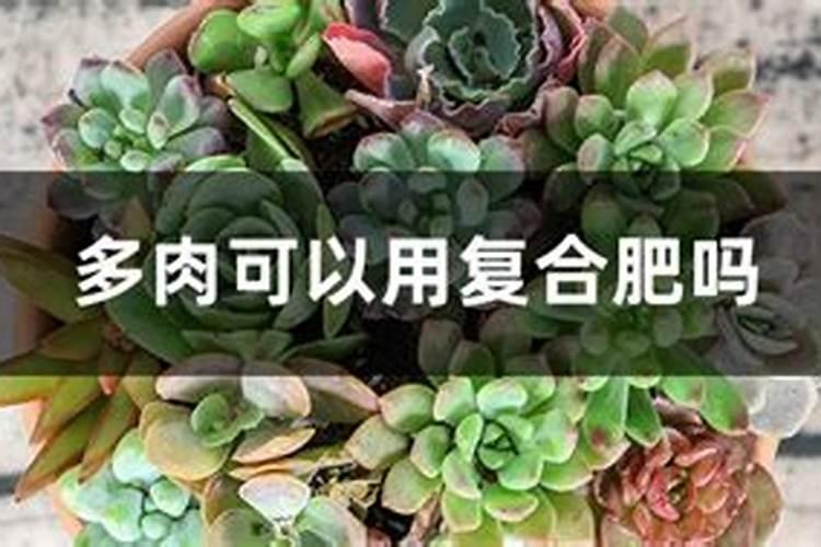 太阳花夏季如何施肥花开满枝头