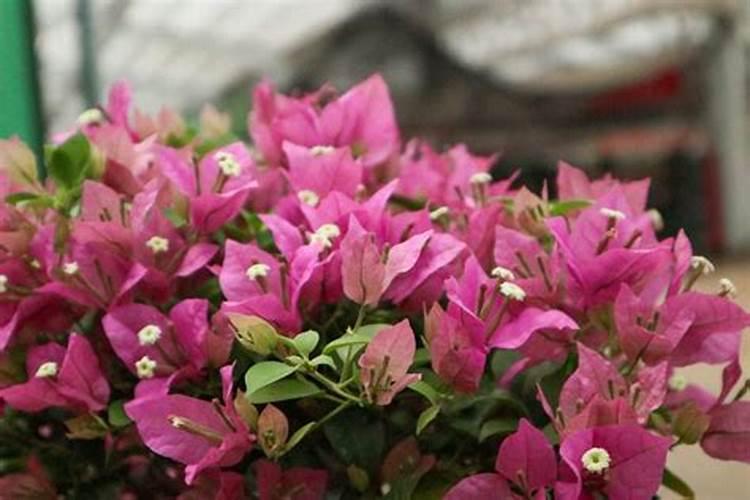 梅花要怎样施肥？