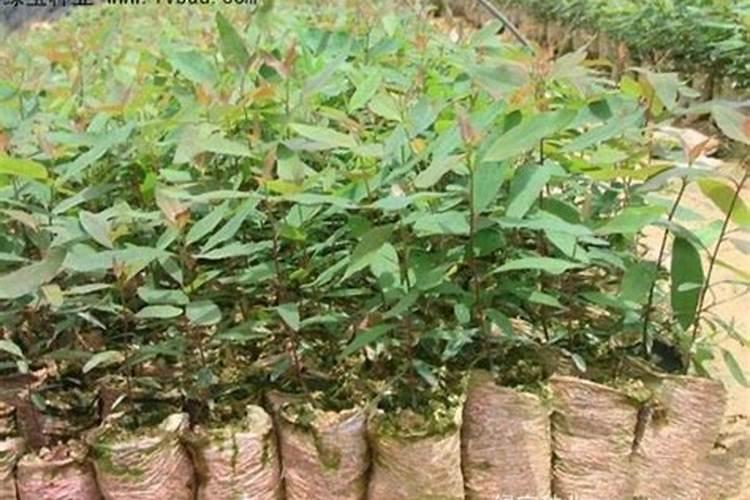 桉树专用肥十大品牌