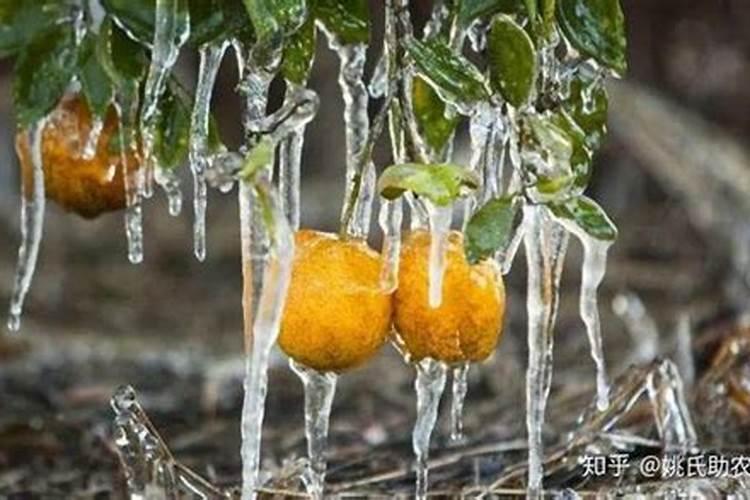 葡萄树什么时候施肥最好