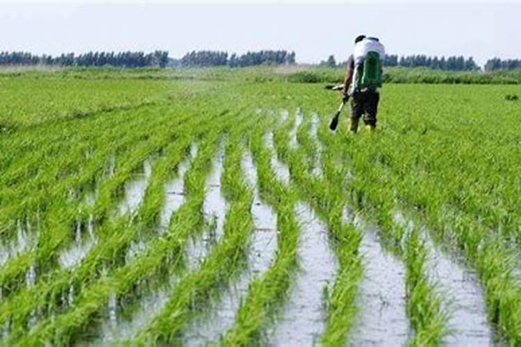 花生什么时候施肥最好 花生哪时候施肥最合适