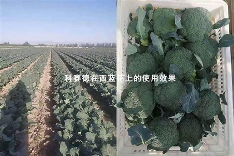 繁殖草鱼苗方法 如何育苗