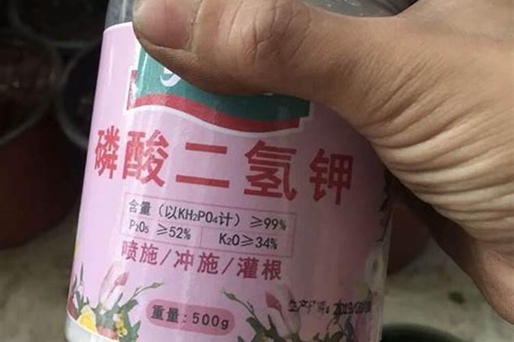 生菜肥料施用的技巧