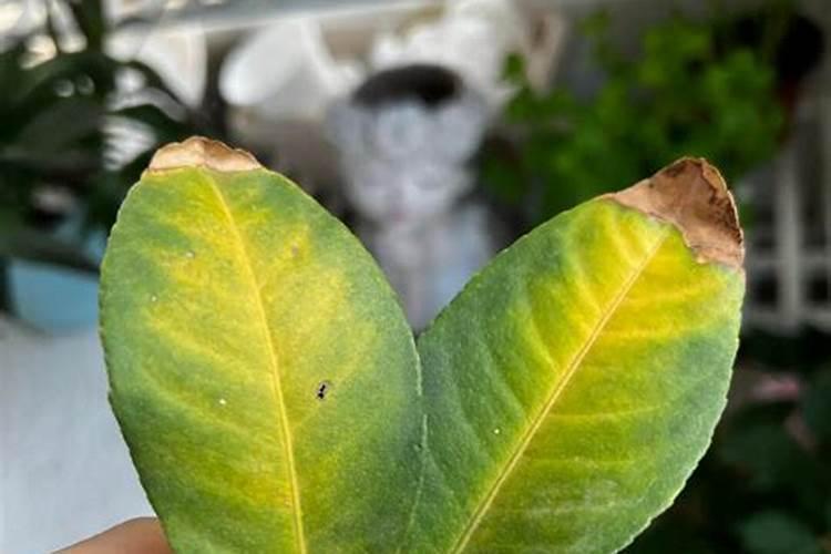 月季花施肥施什么肥料 养护方法及注意事项