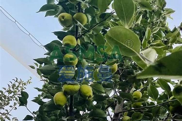 梨树施什么肥好梨树应该施什么肥