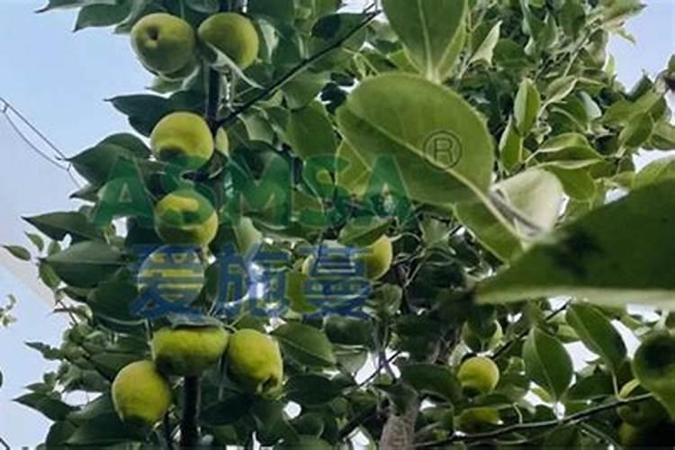 梨树到了5月份的时候,该怎样进行施肥管理？