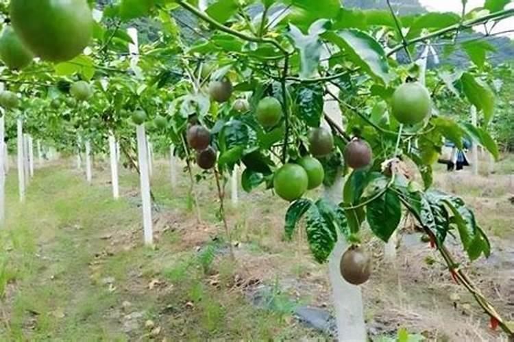 百香果施什么肥才更甜