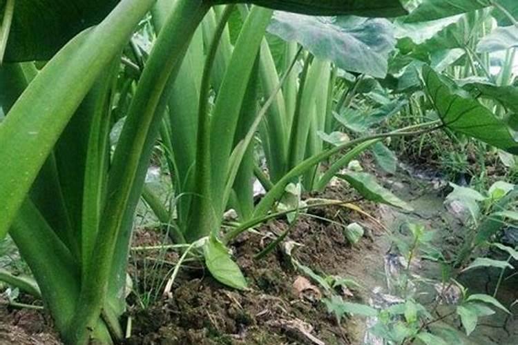槟榔芋怎样种植 槟榔芋种植方法