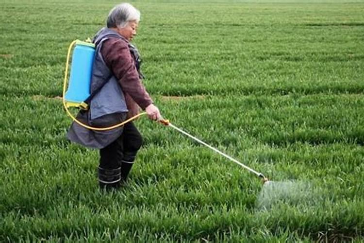 玉米喷苗后除草剂几天能浇水
