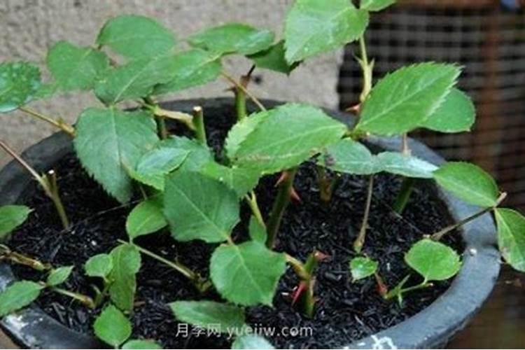 月季春天种植怎么施肥
