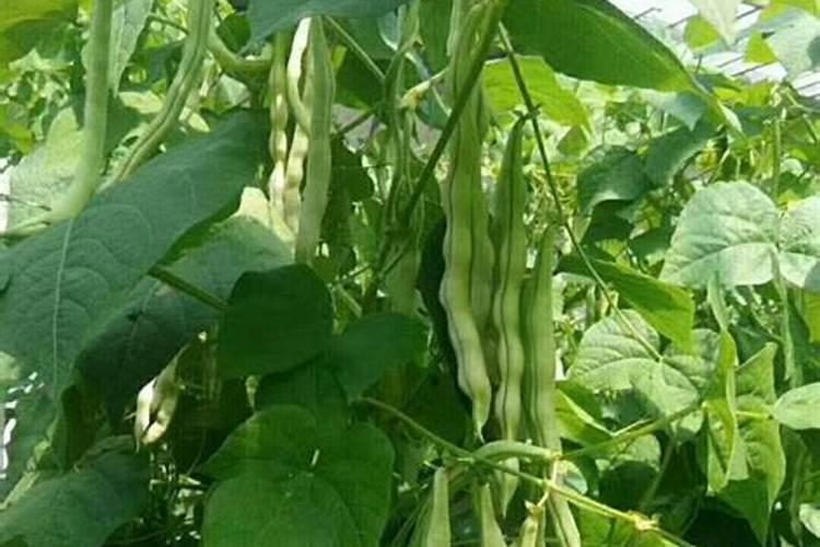 桂花树什么时候施肥