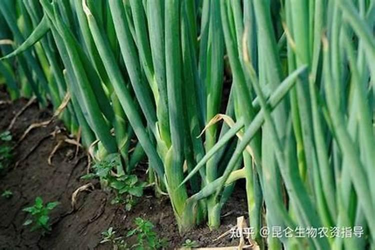 桂花用什么肥料最好最旺？