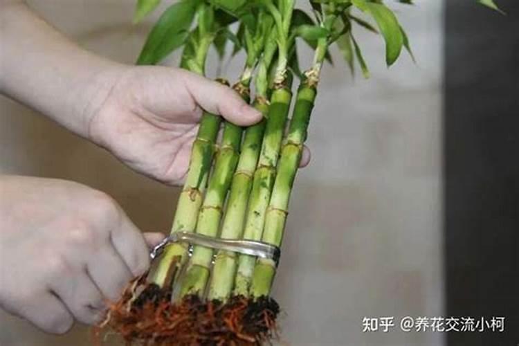 桂花树什么时候施肥