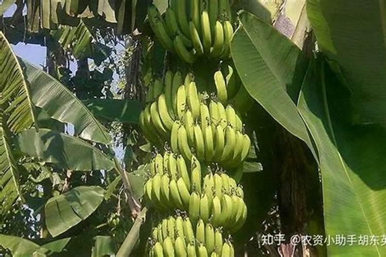 柿子树施什么样的肥？怎样施肥？